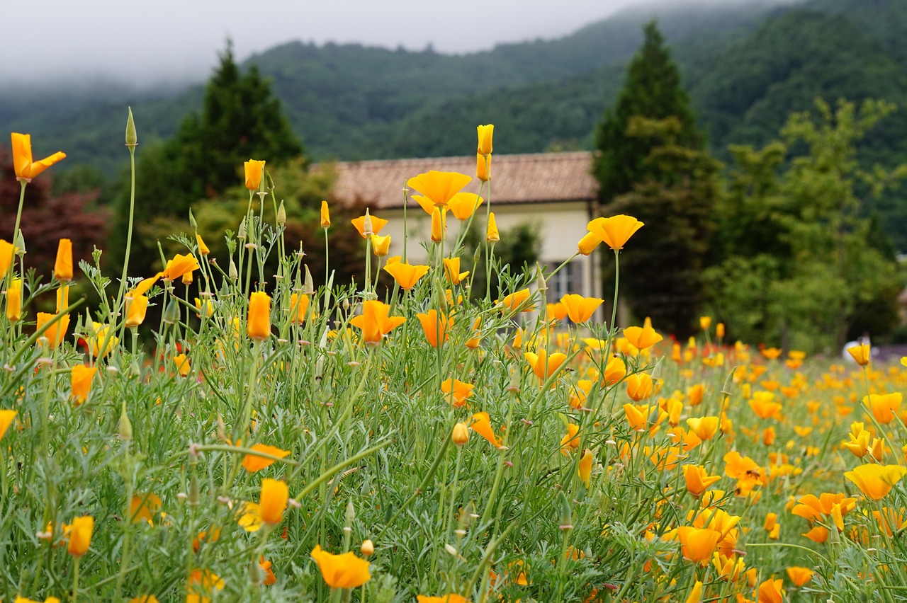 多途云实名账号：如何制作代理分销平台