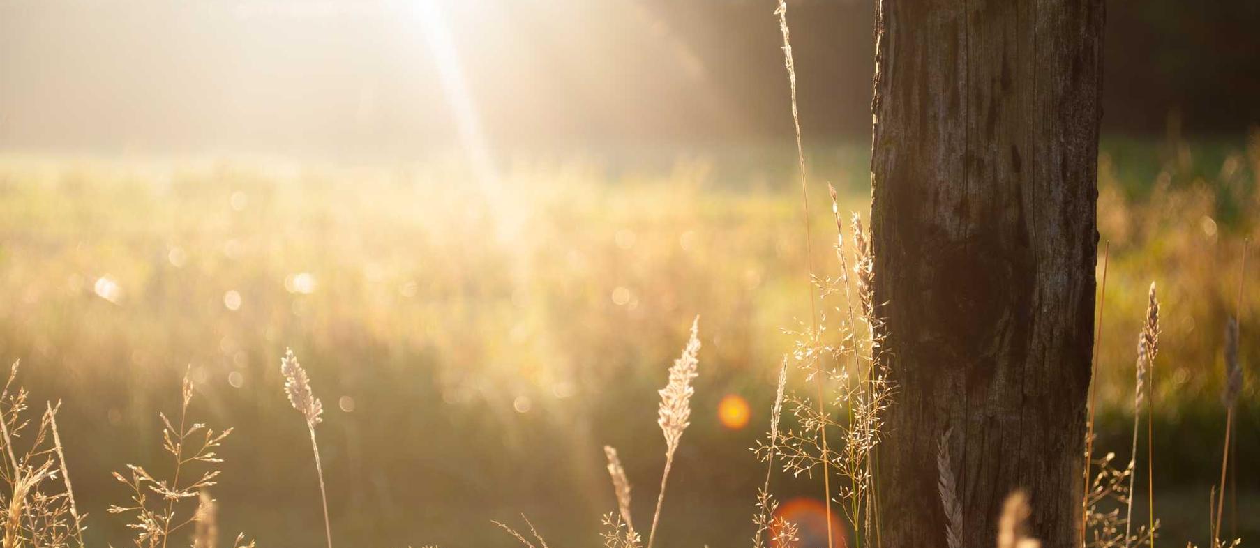 支付宝号买卖：西部数码代理平台安装